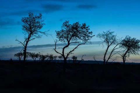 Silhouettes of trees on hill Stock Photos