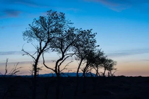 Silhouettes of trees on hill Stock Photos