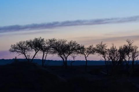 Silhouettes of trees on hill Stock Photos