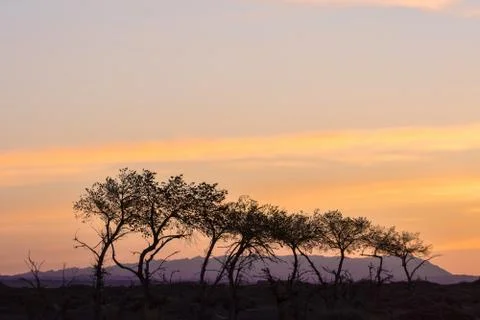 Silhouettes of trees on hill Stock Photos