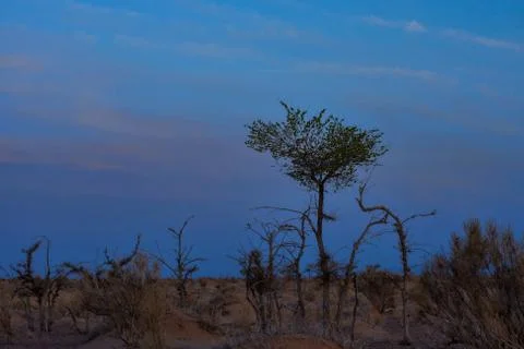 Silhouettes of trees on hill Stock Photos