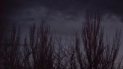 Silhouettes of trees in the night sky Stock Footage 107070697