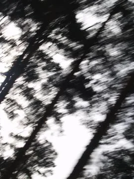 Silhouettes of trees Stock Photos