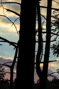 Silhouettes of trees Stock Photos