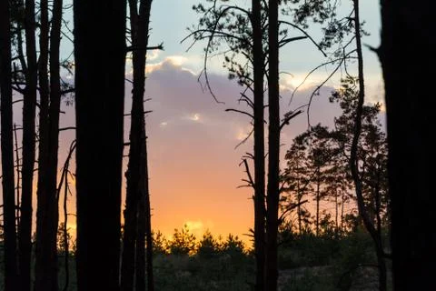 Silhouettes of trees Stock Photos