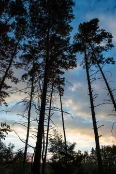 Silhouettes of trees Stock Photos
