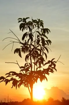 Silhouettes of trees Фото