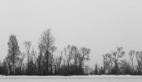 Silhouettes of trees Stock Photos