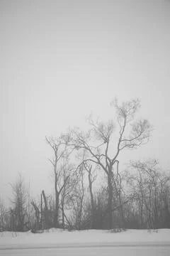 Silhouettes of trees Stock Photos