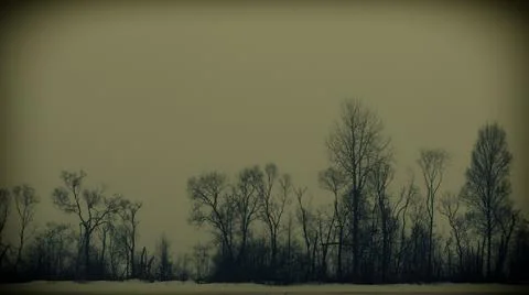 Silhouettes of trees Stock Photos