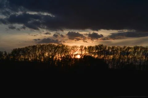 Silhouettes of trees Stock Photos