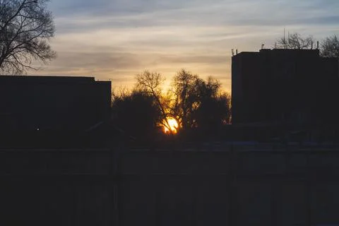 Silhouettes of trees at sunset. Dark tree branches against the bright sun. Stock Photos