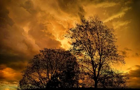 Silhouettes of trees at sunset Stock Photos