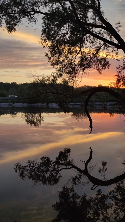 The silhouettes of trees in the sunset sun on the shore of the lake in summer. Stock Footage 339271893