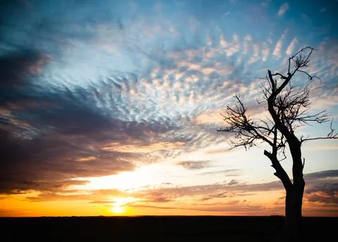 Silhouettes of trees at sunset. Withered tree against the backdrop of the sun Foto stock