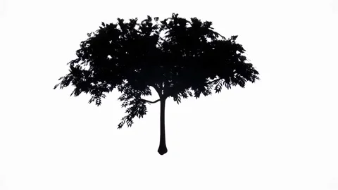 Silhouettes of trees swaying in the wind Stock Footage 265546473