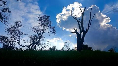 Silhouettes of Trees under Cloudy Sky Stock Photos