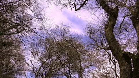 Silhouettes of trees without leaves against the blue sky, bottom view Stock Footage 75771345