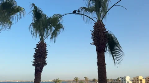 Silhouettes of two crows sitting on a palm tree branch. Stock Footage 282798991