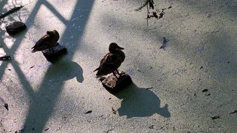 Silhouettes of two ducks with shadows in duckweed on the pond Stock Footage 157774299