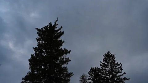 Silhouettes of two large spruce trees with blue-grey storm clouds moving through Stock Footage 150117175