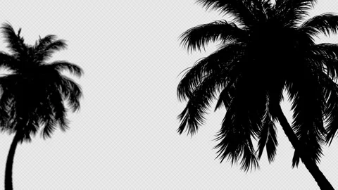 Silhouettes of two palm trees on a transparent background Stock Footage 310102856