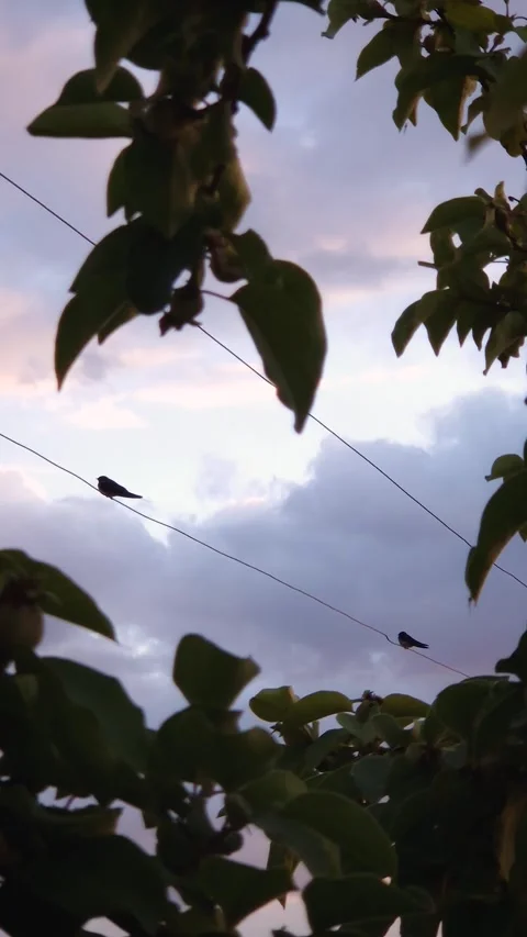 Silhouettes of two swallow birds standing on a wire above sunset sky background Stock Footage 276469867