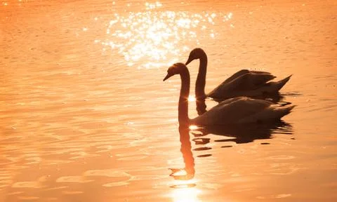 Silhouettes of Two Swans are Swimming on the Red Water Stock Photos