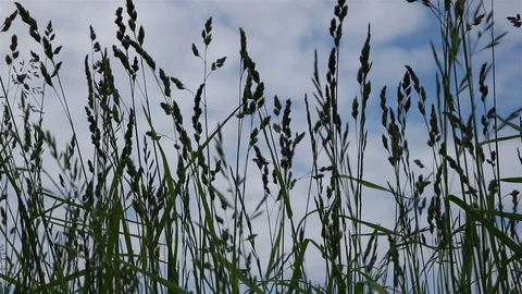 Silhouettes of various green vegetation Stock Footage 98066935