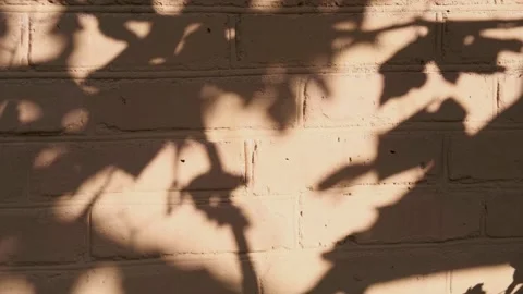 Silhouettes of waving on wind tree branches, shadows on brick house wall Stock Footage 141614739