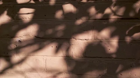Silhouettes of waving on wind tree branches, shadows on brick house wall Stock Footage 141635086