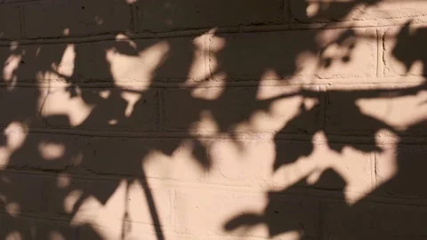 Silhouettes of waving on wind tree branches, shadows on brick house wall Stock Footage 141709135