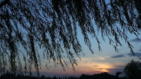 Silhouettes of weeping willow branches and leaves blowing in the wind Stock Footage 67857591