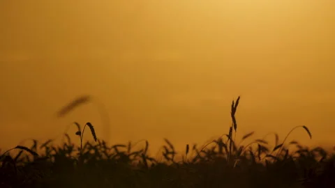 Silhouettes of a wheat ears on the background of orange sunset sky 스톡 동영상 172557346
