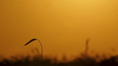Silhouettes of a wheat ears on the background of orange sunset sky 스톡 동영상 172557414