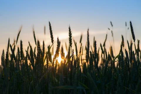 Silhouettes of wheat ears Stock Photos