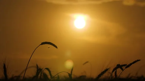 Silhouettes of a wheat ears on the sunset background 스톡 동영상 172554317