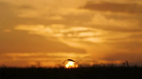 Silhouettes of a wheat ears on the sunset background 스톡 동영상 172555981