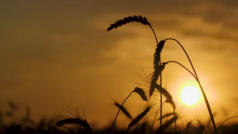 Silhouettes of a wheat ears on the sunset background 스톡 동영상 172556750