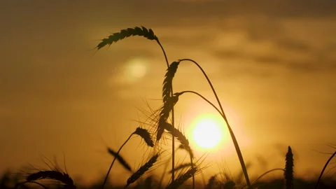 Silhouettes of a wheat ears on the sunset background 스톡 동영상 172556876