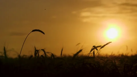 Silhouettes of a wheat ears on the sunset background 스톡 동영상 172556970
