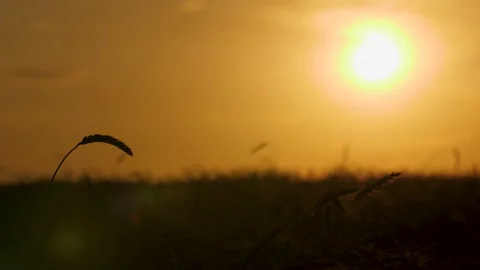 Silhouettes of a wheat ears on the sunset background 스톡 동영상 172557248