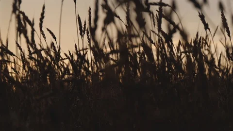 Silhouettes of wheat ears at sunset. Wheat field in the evening. Panning shot 스톡 동영상 97493232