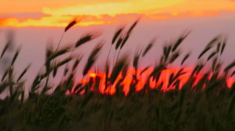 Silhouettes of wheat Video stock 1464348