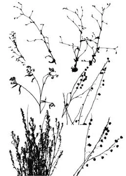 Silhouettes of wild plants Stock Illustration