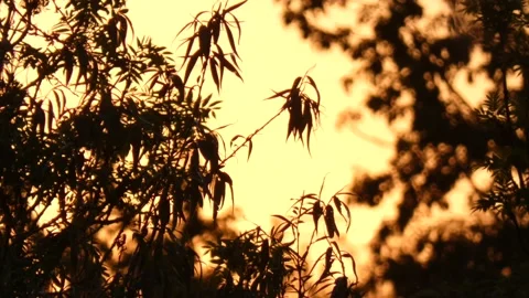 Silhouettes of willow leaves on the background of sunset Video stock 157320744