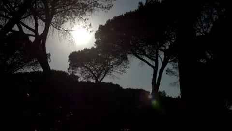 Silhouettte pine trees on a sunny day. Panning. Panning 4K 库存影片 299744703
