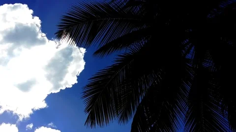 Silhoutte palm tree Stock Footage 81177792