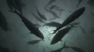 Silhoutte Of A School Of King Fish Stock Footage