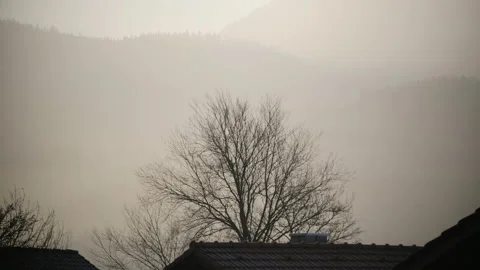 Silhoutte of tree in front of fog Stock-Footage 148018199